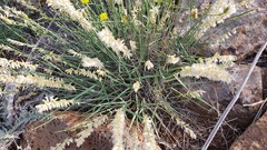 Melica persica