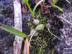 Polystachya ottoniana