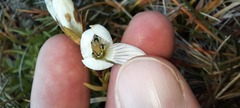 Gentianella muelleriana alpestris