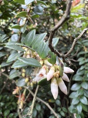 Disterigma alaternoides