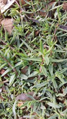 Mesembryanthemum canaliculatum