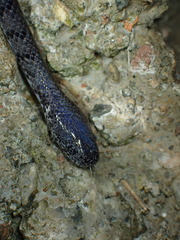 Pareas margaritophorus