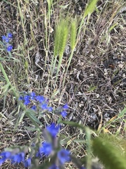 Anchusa leptophylla