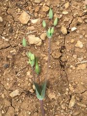 Cerastium perfoliatum