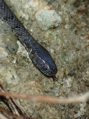 Pareas margaritophorus