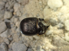 Odonteus