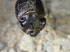 Odonteus