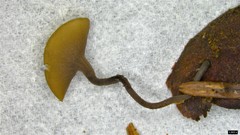 Ciboria rufofusca