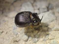 Odonteus
