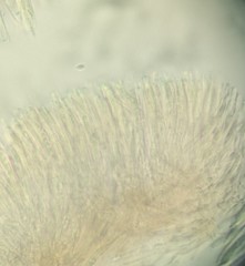 Ciboria rufofusca