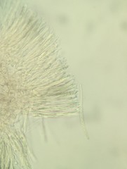 Ciboria rufofusca
