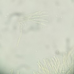 Ciboria rufofusca