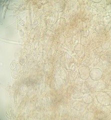 Ciboria rufofusca