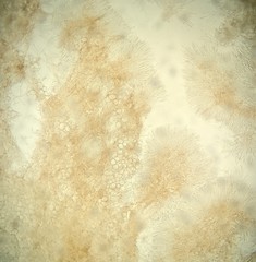 Ciboria rufofusca