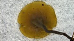 Ciboria rufofusca