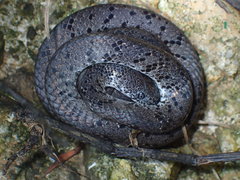 Pareas margaritophorus