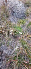 Gentianella muelleriana alpestris