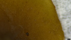 Ciboria rufofusca