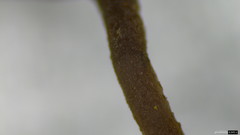 Ciboria rufofusca