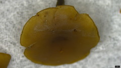 Ciboria rufofusca