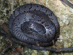 Pareas margaritophorus