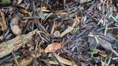 Ciboria rufofusca