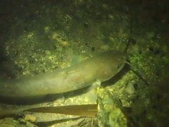 Pterocryptis anomala