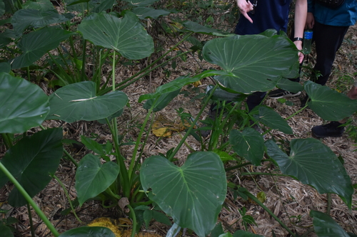 Alocasia cucullata