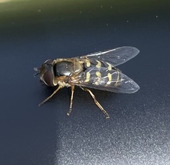Lapposyrphus