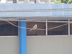 Tyrannus melancholicus