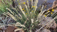 Melica persica