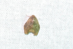 Macaduma