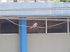 Tyrannus melancholicus