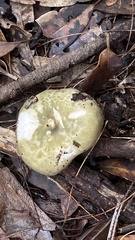Russula viridis