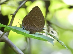 Arhopala aedias