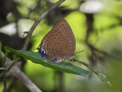 Arhopala aedias