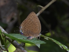 Arhopala aedias