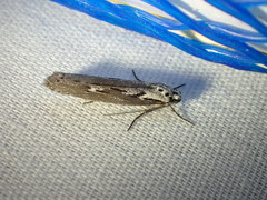 Ethmia discostrigella