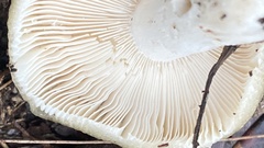 Russula viridis