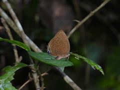 Arhopala aedias