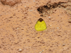 Eurema simulatrix