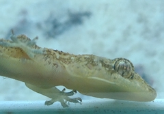 Hemidactylus mabouia