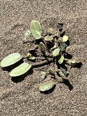 Abronia umbellata breviflora