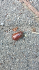 Holochelus