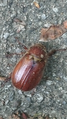 Holochelus