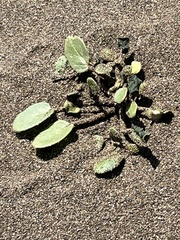 Abronia umbellata breviflora