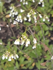 Capsella bursa-pastoris
