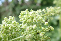 Rumex confertus