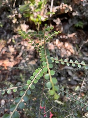 Casearia staffordiae