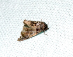 Chlumetia